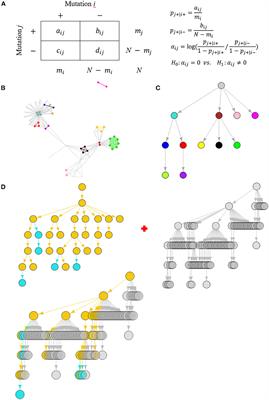 Early detection of SARS-CoV-2 variants through dynamic co-mutation network surveillance